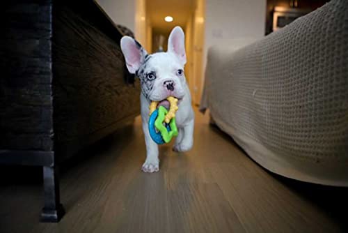 Nylabone Puppy Power Chew Teething Rings Dog Chew Toy, Bacon Flavor, Small - color: Rings, size: Small