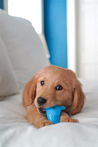 Nylabone Puppy Chew Dental Dinosaur Dog Chew Toy, Chicken Flavor, Small - color: Dinosaur, size: Small