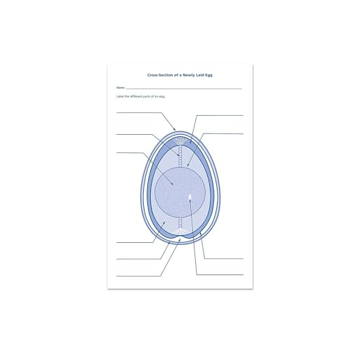 Learning Resources Chick Life Cycle Exploration Set