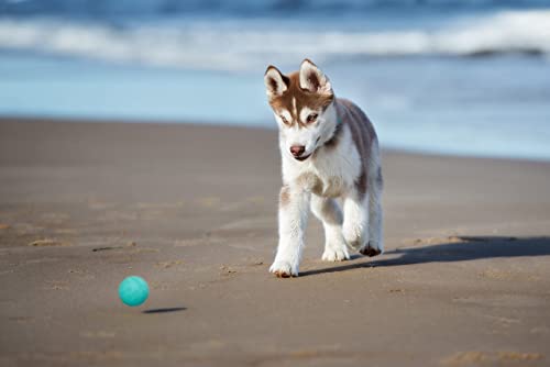 Snug Rubber Dog Balls for Small and Medium Dogs - Tennis Ball Size - Virtually Indestructible (3 Pack - Cool) - color: Cool