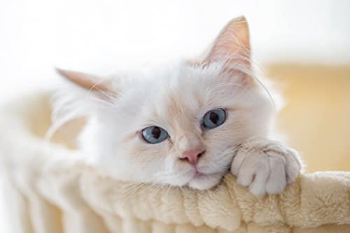 SHA CERLIN Cat Tree 36 Inches Cat Tower with Hammock, Sisal Scratching Post for Indoor Kittens, Small Room, Beige - color: BEIGE