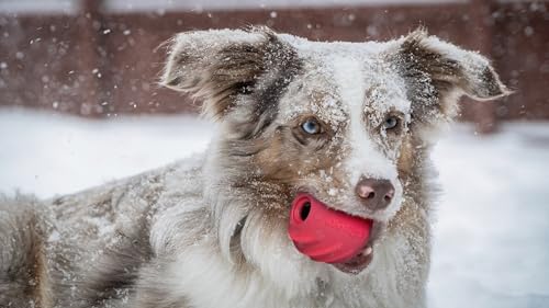 Dog Toys Hollow Red Tough Rubber Ball Cleans Teeth Bounce Fetch Fill with Treats (Large - 4 Inch) - size: Large - 4 Inch
