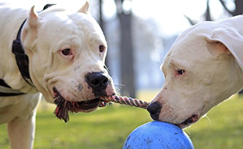 Jolly Pets Romp-N-Roll Rope & Ball Dog Toy, 4.5 in Small, Blueberry - color: Blueberry, size: Small (4.5 in)