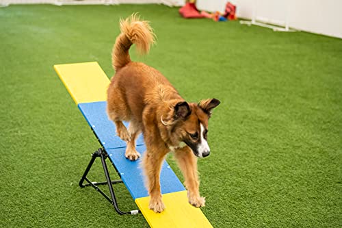 Better Sporting Dogs Practice See Saw Dog Agility Teeter