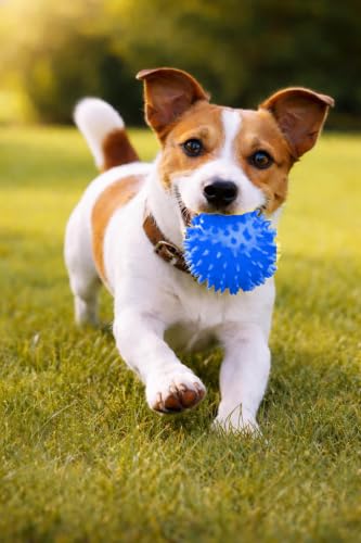 Squeaky Spiky Dog Ball for Teeth Cleaning & Gum Massage 2.5 Inch Small Medium Dogs Blue | Spiny TPR Rubber Chew Toy for Fetch Play Interactive Bouncy Dental Ball Durable BPA Free Nontoxic Floats - size: Blue Ball 1-Pack