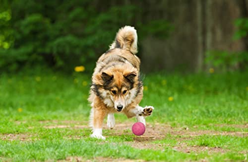 Snug Rubber Dog Balls for Small and Medium Dogs - Tennis Ball Size - Virtually Indestructible (3 Pack - Pink) - color: Pink