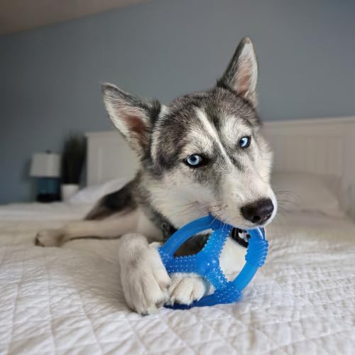 Nylabone Puppy Chew Teething Spin Tug & Play Dog Toy, Peanut Butter Flavor