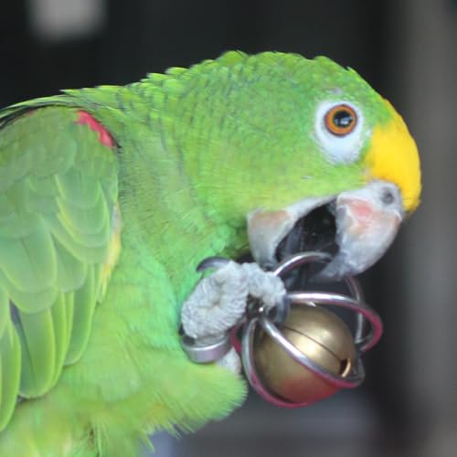 Fosrion Stainless Steel Bird Toy, Foraging Ball with Bell for Parrots - size: Large