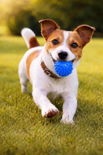 Squeaky Spiky Dog Ball for Teeth Cleaning & Gum Massage 2 Inch Puppy Small Dogs Blue | Spiny TPR Rubber Chew Toy for Fetch Play Interactive Bouncy Dental Ball Durable BPA Free Nontoxic Floats - size: 2 Inch Blue Ball 1-Pack