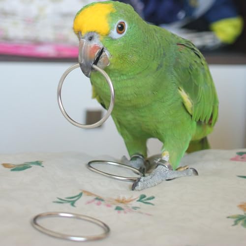Fosrion Stainless Steel Parrot Ring Toss Toy, Interactive Training & Enrichment Toy for Parrots – Bite-Proof, Anxiety Relief, Exercise Fun for All Kinds of Parrot (Medium) - size: Medium