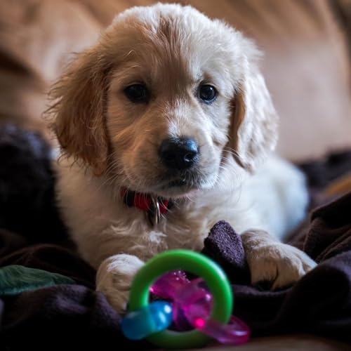 Nylabone Puppy Pacifier Chew Toy, Teething Toys for Puppies up to 25 lbs - color: Pacifier, size: Small
