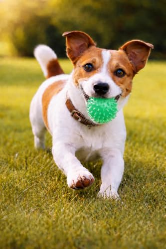 Squeaky Spiky Dog Ball for Teeth Cleaning & Gum Massage 2 Inch Puppy Small Dogs Green | Spiny TPR Rubber Chew Toy for Fetch Play Interactive Bouncy Dental Ball Durable BPA Free Nontoxic Floats - size: 2 Inch Green Ball 1-Pack