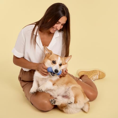 Playology Dual Layer Bone Dog Chew Toy - Medium, Blueberry Scent - size: Medium, style: Blueberry