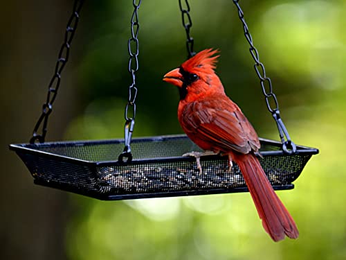 Hanging Bird Feeder Tray Platform Metal Mesh Seed Tray for Bird Feeding Outdoor Garden Decoration for Backyard Attracting Wildbirds