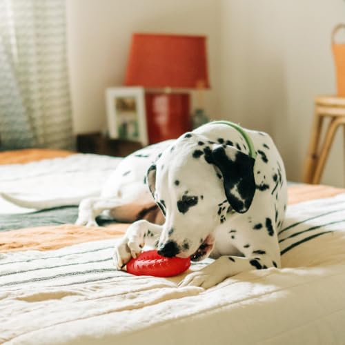 Playology Dual Layer Ring Dog Toy for Aggressive Chewers, Beef Scent - size: Jumbo, style: Beef
