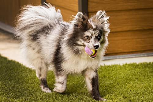 Midlee Small Dog Tennis Ball- Yellow/Lavender- Set of 12