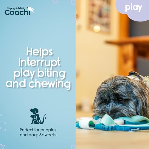 Coachi Puppy & Mini Tuggi Spider - Dog Toy for Tug of War & Play - style: Tuggi Spider