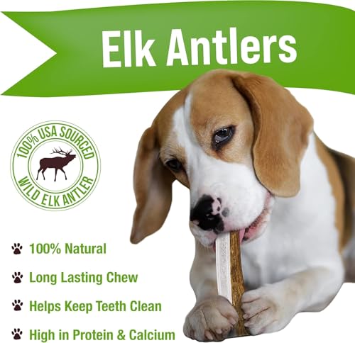 Buck Bone Organics Dog Chews, Antlers for Dogs, Premium Natural Elk, Long Lasting Dog Bones for Aggressive Chewers, No Preservatives, Wild Shed in the USA (Medium 2 Pack) - size: Medium, style: 2 Pack