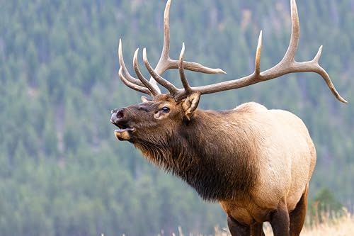 Elk Antlers for Dogs - Large Split Natural Chew (Ideal for 40-70 lb Dogs) - size: Large, style: Split