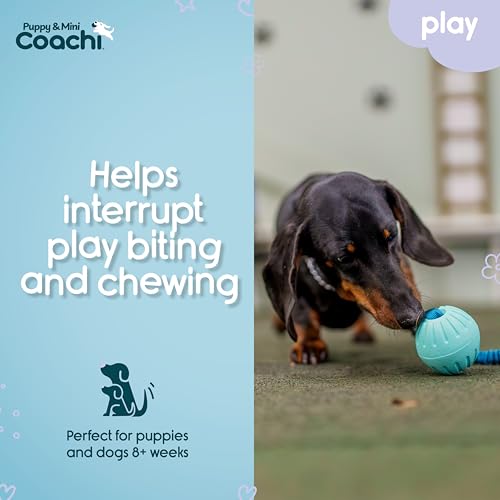 Coachi Puppy & Mini Tuggi Ball - Dog Toy for Tug of War & Play - style: Tuggi Ball