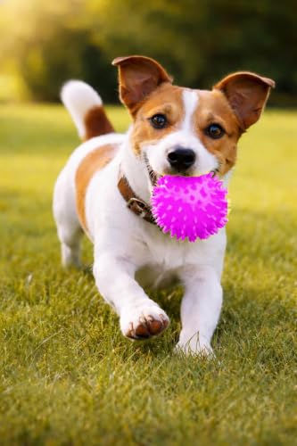 Squeaky Spiky Dog Ball for Teeth Cleaning & Gum Massage 2.5 Inch Small Medium Dogs Purple | Spiny TPR Rubber Chew Toy for Fetch Play Interactive Bouncy Dental Ball Durable BPA Free Nontoxic Floats - size: Purple Ball 1-Pack