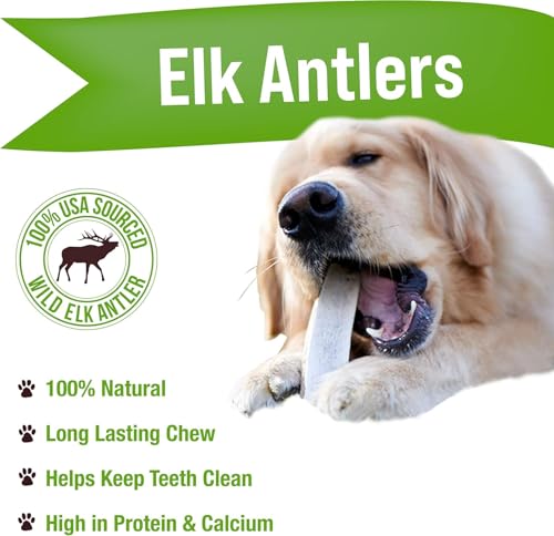 Buck Bone Organics Dog Chews, Elk Antlers for Dogs, Long Lasting Dog Bones for Aggressive Chewers, All Natural, No Preservatives, Wild Shed in the USA (Large 2 Pack) - size: Large, style: 2 Pack