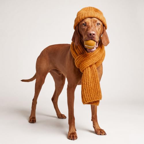 Playology Squeaky Chew Ball Dog Toy - Medium, Pumpkin Spice Scent - size: Medium, style: Pumpkin Spice