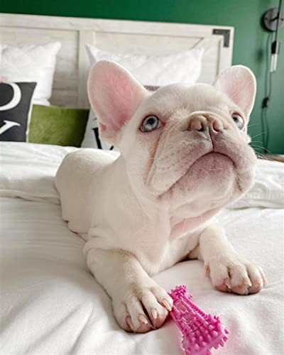 Nylabone Puppy Chew Pink Textured Teething Dog Bone, X-Small - color: Pink, size: X-Small