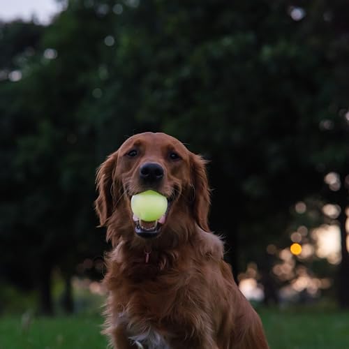 Harry Barker Glow-in-the-Dark Rubber Dog Fetch Balls, High-Bounce Interactive Toy with Safety Air Vent, 2.5 Inch, Launcher-Compatible - color: I) 2.5" 2-Pack (Glow)