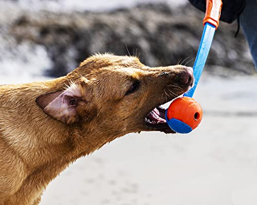 Chuckit! High-Bounce Rubber Fetch Ball Dog Toy, Large 3in, for Big Dogs - color: Multi, size: Large (Pack of 1)