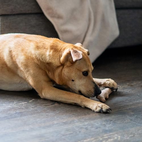 Dogwood Calming Stick Dog Chew Toy, Medium, 7.5", 2-Pack - color: Dogwood & Calming