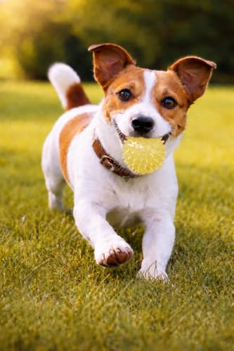 Squeaky Spiky Dog Ball for Teeth Cleaning & Gum Massage 2 Inch Puppy Small Dogs Yellow | Spiny TPR Rubber Chew Toy for Fetch Play Interactive Bouncy Dental Ball Durable BPA Free Nontoxic Floats - size: 2 Inch Yellow Ball 1-Pack
