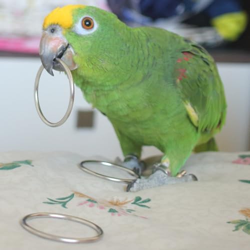 Fosrion Stainless Steel Parrot Ring Toss Toy, Interactive Training & Enrichment Toy for Parrots – Bite-Proof, Anxiety Relief, Exercise Fun for All Kinds of Parrot (Medium) - size: Medium