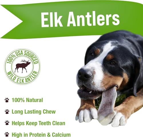 Buck Bone Organics Dog Chews, Elk Antlers for Dogs, Long Lasting Dog Bones for Aggressive Chewers, All Natural, No Preservatives, Wild Shed in the USA (Jumbo) - size: Jumbo, style: 1 Pack
