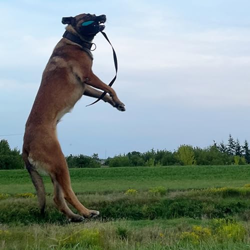 Dingo Gear Dog Ball with Long Handle, French Linen, Blue 29 in - color: Blue-Black