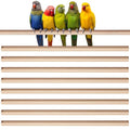 Sintuff Bird Perches Natural Wood Double Slots, 15 Inches, 8 Pcs - size: 15 Inches