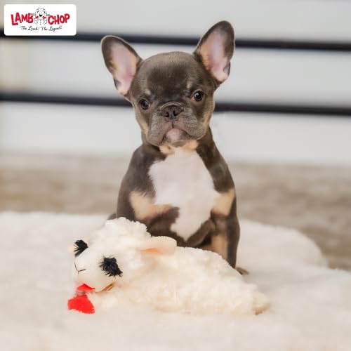 Multipet Lamb Chop Dog Plush Toy - Squeaky Toy - size: 6", style: White