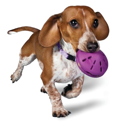 PetSafe Busy Buddy Twist 'n Treat Dispensing Dog Toy, Small - size: Small (Pack of 1)