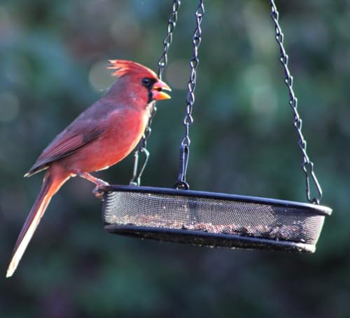 2 Pack 8" Diameter Hanging Bird Feeder Tray Round Metal Mesh Seed Container Outside Garden Decoration Backyard Wild Bird Feeding