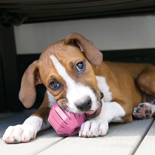 KONG Puppy Activity Ball, Natural Rubber Teething Toy, Medium Puppies, Pink - color: Pink, size: Medium (Pack of 1)
