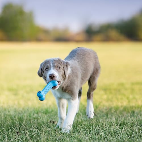 KONG Puppy Goodie Bone, Natural Rubber Chew, for Medium Puppies, Blue - color: Blue, size: Medium