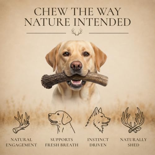 WhiteTail Naturals 2 Pack Whole Deer Antlers for Medium Dogs - 5-6 Inches - size: Medium (Pack of 2)