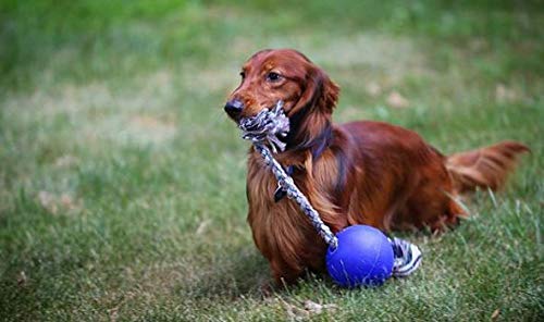 Jolly Pets Romp-N-Roll Rope & Ball Dog Toy, 4.5 in Small, Blue - color: Blue, size: Small (4.5 in)