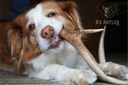 Elk Antlers for Dogs - Large Split Natural Chew (Ideal for 40-70 lb Dogs) - size: Large, style: Split