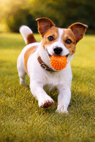 Squeaky Spiky Dog Ball for Teeth Cleaning & Gum Massage 2 Inch Puppy Small Dogs Orange | Spiny TPR Rubber Chew Toy for Fetch Play Interactive Bouncy Dental Ball Durable BPA Free Nontoxic Floats - size: 2 Inch Orange Ball 1-Pack