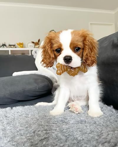 Nylabone Puppy Chew Teething Bone and Ring Bone Dog Chew Toys, 2 Count - color: Ring Bone & Teething Bone, size: X-Small
