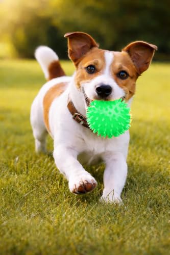 Squeaky Spiky Dog Ball for Teeth Cleaning & Gum Massage 2.5 Inch Small Medium Dogs Green | Spiny TPR Rubber Chew Toy for Fetch Play Interactive Bouncy Dental Ball Durable BPA Free Nontoxic Floats - size: Green Ball 1-Pack