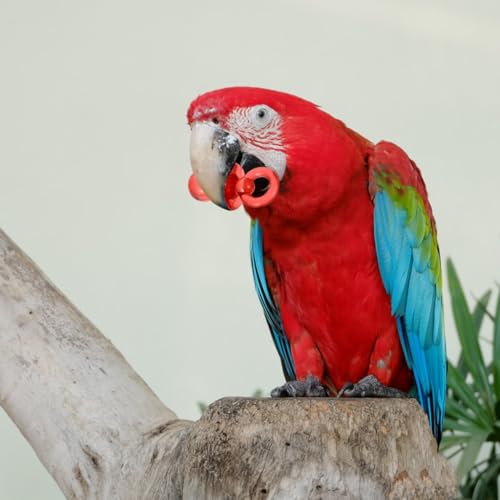 Milisten 50pcs Parrot Bird Chew for Parrots Cockatiels DIY Bird Cage Ornament Bite Chewing Plaything for Small Birds