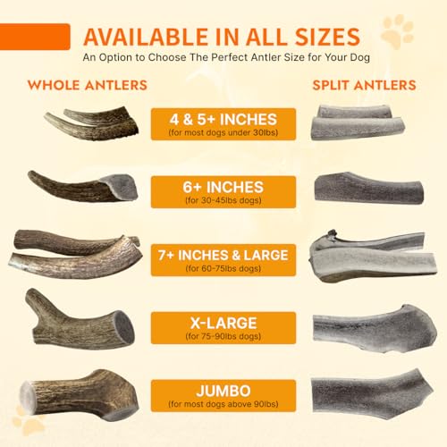 Tibetan Elk Antler for Jumbo Dogs, Grade-A, Premium Chews, Naturally shed Healthy & Longer Lasting Aggressive chewers, USA Product Antler (Split) - style: Split - Jumbo - 1 Pack