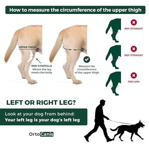 Ortocanis Dog Knee Brace for Hind Leg Support – (XXS, Right Leg) - size: Size XX-Small (7,5- 8,2 ")